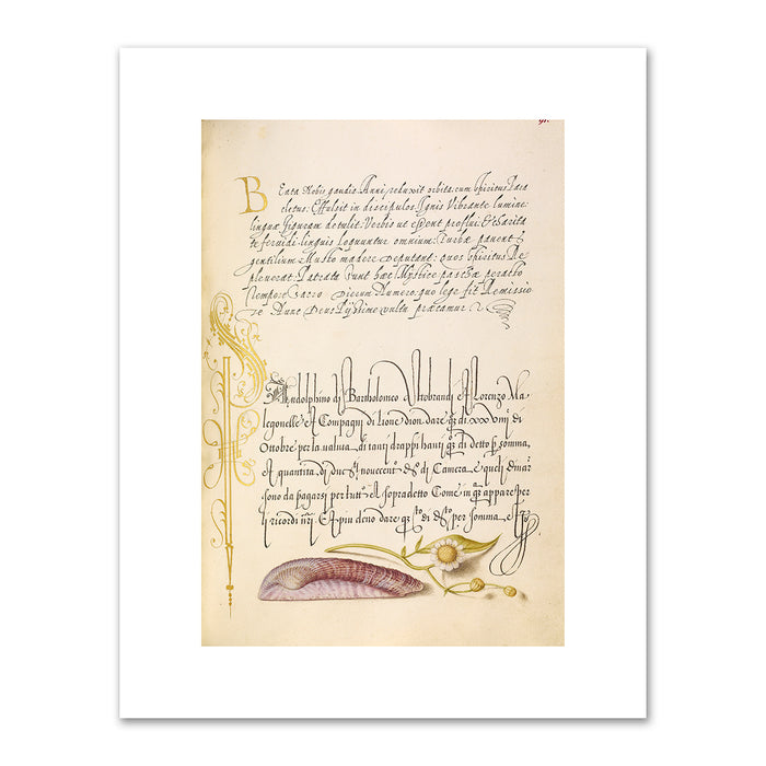 Joris Hoefnagel and Georg Bocskay, Noah's Ark Shell and Sneezewort, 1591–1596, J. Paul Getty Museum. Fine Art Prints in various sizes by Museums.Co