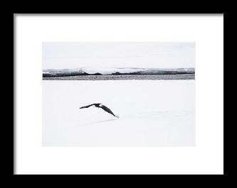 Bald Eagle Fly By - Framed Print-Lake Tahoe Prints
