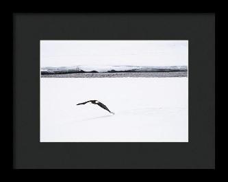 Bald Eagle Fly By - Framed Print-Lake Tahoe Prints