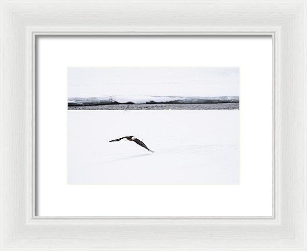 Bald Eagle Fly By - Framed Print-Lake Tahoe Prints