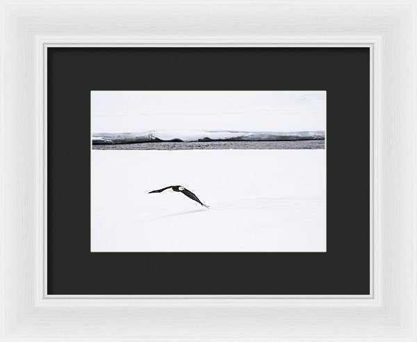 Bald Eagle Fly By - Framed Print-Lake Tahoe Prints