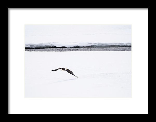 Bald Eagle Fly By - Framed Print-Lake Tahoe Prints