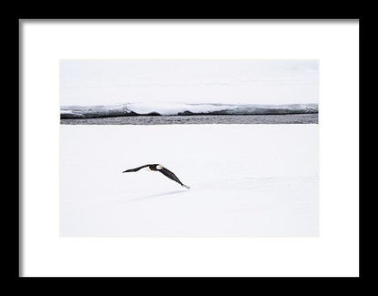Bald Eagle Fly By - Framed Print-Lake Tahoe Prints