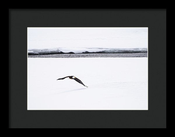 Bald Eagle Fly By - Framed Print-Lake Tahoe Prints