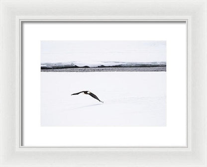 Bald Eagle Fly By - Framed Print-Lake Tahoe Prints