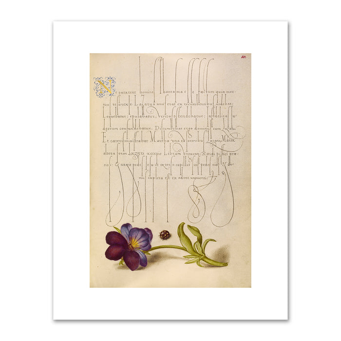Joris Hoefnagel and Georg Bocskay, Ladybird and European Wild Pansy, 1591â€“1596, J. Paul Getty Museum. Fine Art Prints in various sizes by Museums.Co