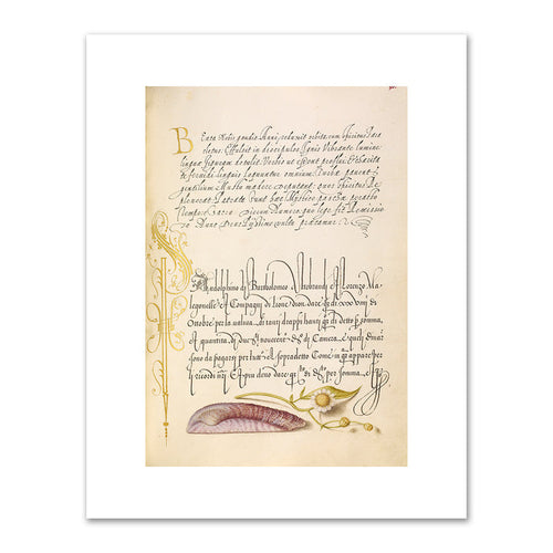 Joris Hoefnagel and Georg Bocskay, Noah's Ark Shell and Sneezewort, 1591â€“1596, J. Paul Getty Museum. Fine Art Prints in various sizes by Museums.Co